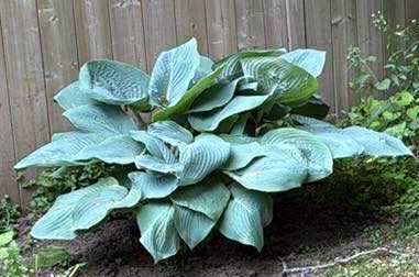 Blue_Mammoth